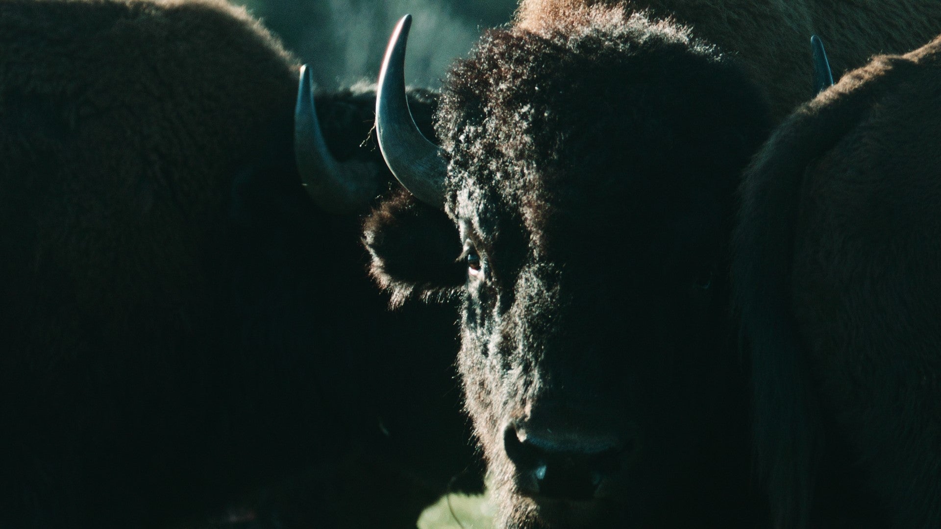 Face de bison en gros plan
