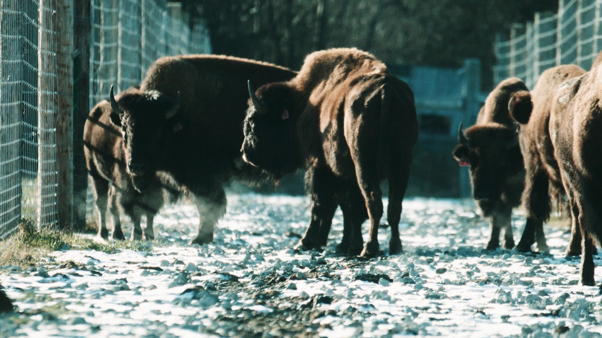 bison en hiver